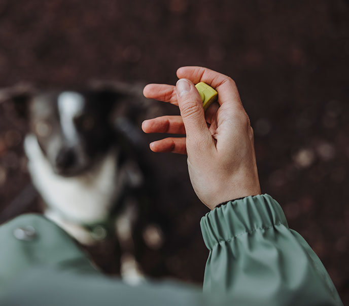 Klicker und Markersignale im positiven Hundetraining